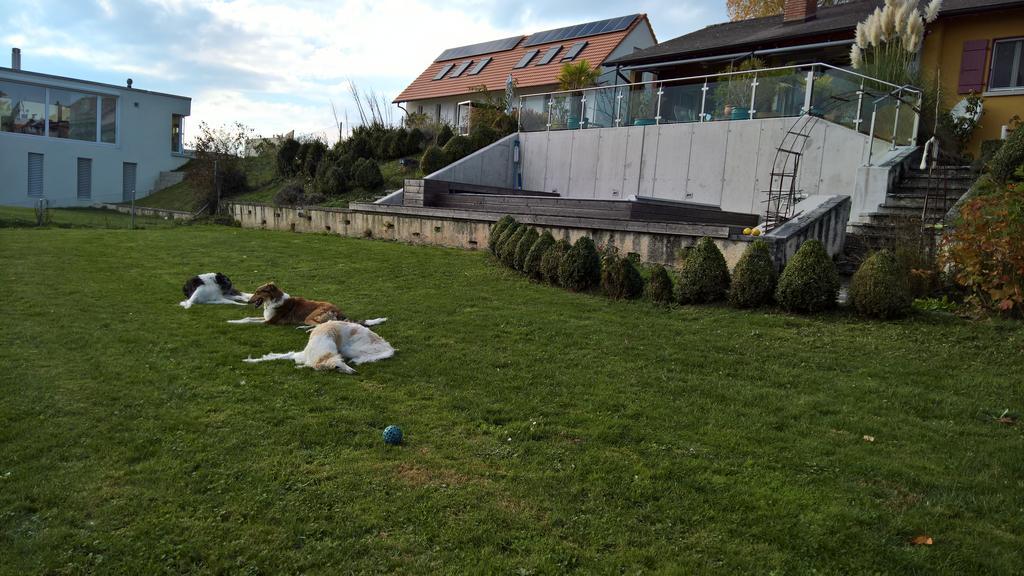 Bed and Breakfast Swiss Borzoi House Vully-les-Lacs Exterior foto